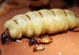 MEJOR TERMITE QUEEN CON ALTA CALIDAD - Product Image 3