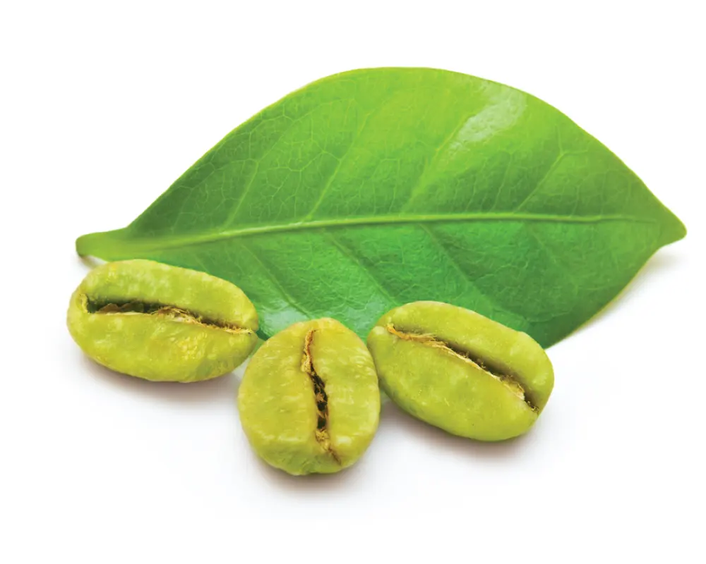 Bester Preis Natürliches und reines grünes Kaffeebohnen extrakt pulver aus Indien