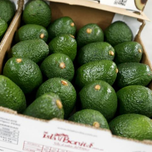Avocats Hass et Fuerte frais de qualité supérieure en provenance d'Afrique du Sud, en vrac, à vendre - Product Image 2