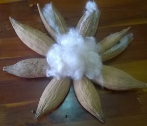 FIBER KAPOK pour filet d'oiseau/prix le plus bas - Product Image 4
