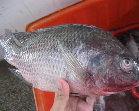 바다 음식 W/R Tilapia 블랙 Tilapia 물고기
