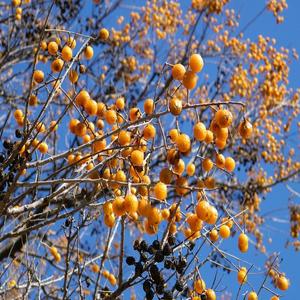 Frutos secos de jabón orgánico de alta calidad a granel, certificado Halal, compatible con GMP, envases de vidrio de plástico embalados, botellas/latas selladas al vacío - Product Image 6