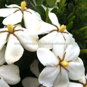 พุดดิ้งธรรมชาติแท้100% บริสุทธิ์สินค้าคุณภาพพรีเมี่ยม - Product Image 4