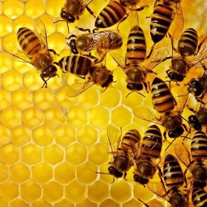 Miel 100% pura de Vietnam - Product Image 3