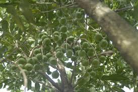 Proveedor superior de Vietnam Macadamia de alta calidad - Product Image 4