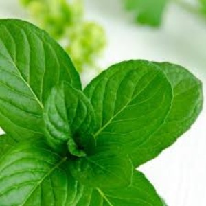 น้ำมันหอมระเหยกานพลูบริสุทธิ์100% เกรดพรีเมี่ยม - Product Image 6