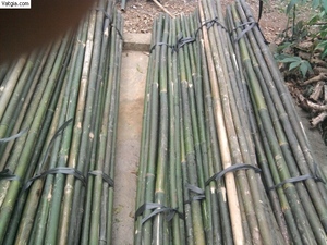 VARIEDADES DE BAMBÚ MÁS FUERTES-TAM VONG - Product Image 4