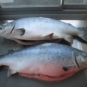 salmoncoho