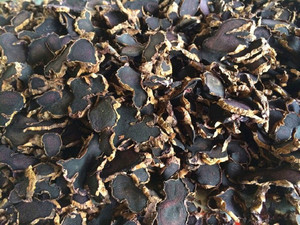 THÉ GINGEMBRE NOIR/RACINE DE GINGEMBRE NOIR - Product Image 5