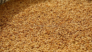Graines de qualité alimentaire d'Australie en conteneurs avec une durée de conservation de 90 jours pour usage public - Product Image 2