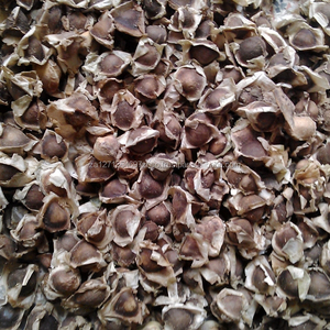 Graines de Moringa/pkm1, vente en gros, de meilleure qualité - Product Image 1