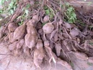 ขายส่งรากหลายเหลี่ยม 100% ไส้หลากเหลี่ยมธรรมชาติ ราคาส่ง วันหยุด - Product Image 4