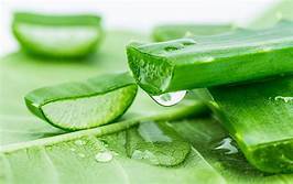 ผง aloevera จากเวียดนาม - Product Image 4