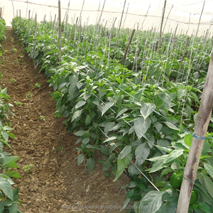 Engrais liquide organique de promoteur naturel de croissance de plantes pour l'agriculture - Product Image 4