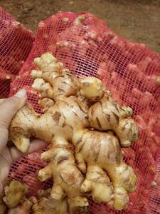 Récolte de racine de gingembre biologique d'une ferme au Vietnam de haute qualité et au meilleur prix - Product Image 5