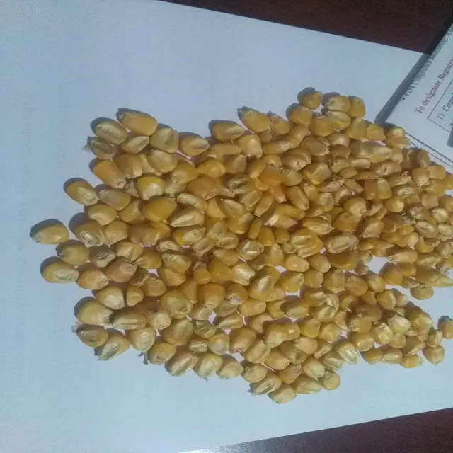 Yellow Maize / Corn Top Grade Animal Feed For Sales