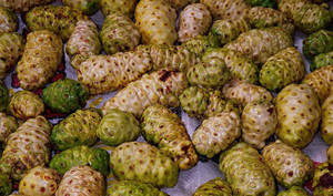 Fruta seca Noni, Morinda, Citrifolia, Morinda, Sophie - Product Image 3