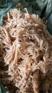Alga Marina Eucheuma Cottonii Seca y Saborizada de Alta Calidad, Secada al Aire, Empacada en Bolsas, Ideal para la Venta - Product Image 6