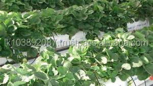 Galuku hadro CS 100x20x12ซม. ถุงปลูกเมล็ดพันธุ์อาหารแห้งผงส่วนอาหารใช้ในการเกษตร - Product Image 3