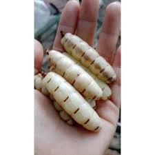 LA MEILLEURE REINE DE TERMITES PAS CHÈRE DU VIETNAM - Product Image 5