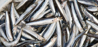 Anchois séchés au Vietnam