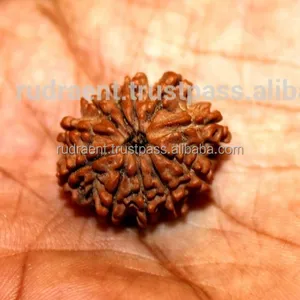 11 Mukhi/ Face Energized Nepal Kundalini Rudraksha