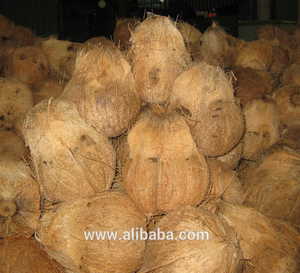 Noix de coco semi-décortiquées/noix de coco demi-décortiquée - Product Image 1