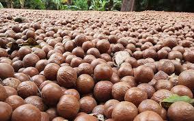 Proveedor superior de Vietnam Macadamia de alta calidad - Product Image 2