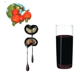 น้ำมันเปลือกเม็ดมะม่วงหิมพานต์ดิบจากเวียดนาม ราคาดีเยี่ยม - Product Image 2