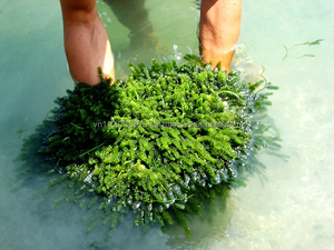 Algas Marinas al por mayor de Vietnam/uva marina - Product Image 5