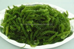 Algas Marinas al por mayor de Vietnam/uva marina - Product Image 3