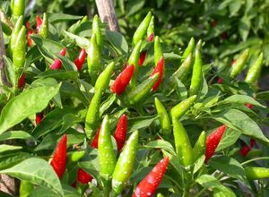พริกแดงแช่แข็งจากเวียดนาม/พริกแดงและเขียวธรรมชาติ - Product Image 5