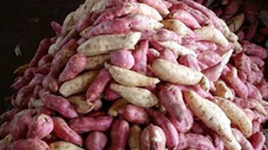 Katana — pomme de terre sucrée, fraîche, de haute qualité, du vietnam - Product Image 4