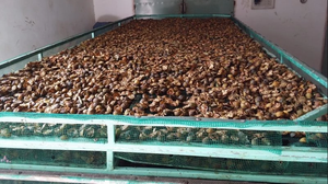 POLVO DE CALAMANSI 100% DE FRUTA SECA - POLVO DE KUMQUAT/ Sra. Lily - Product Image 6