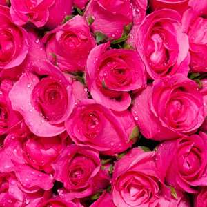 100% น้ำกุหลาบไฮโดรโซลบริสุทธิ์และเป็นธรรมชาติ25กก. สำหรับการดูแลผิวเรียบเนียนและการผลิตน้ำมันหอมระเหย - Product Image 5