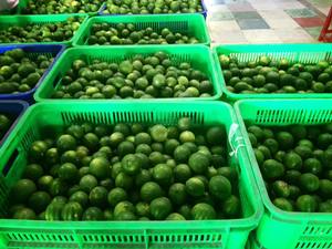 LIMONES Y LIMAS FRESCAS SIN SEMILLAS DE VIETNAM - Product Image 5