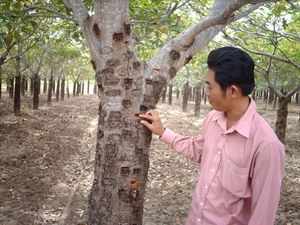 หมากฝรั่งธรรมชาติ Karaya-Sterculia เวียดนาม - Product Image 3