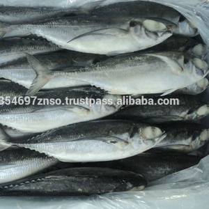 Pescado Congelado: Caballa del Pacífico (Envasado al Vacío, Grado A, 10 kg) en Venta - Product Image 2