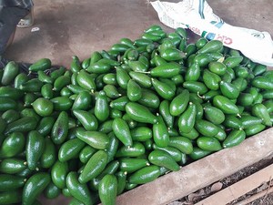 GROS EN VRAC AVOCAT VERT FRAIS - Product Image 4