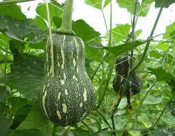 Fresh King and Queen Size Pumkins Fruit Contacto + 0084 845639639 - Product Image 4