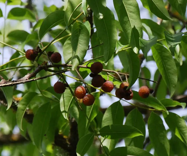 100% Soapnut Powder wurden traditionell für die Haut-, Kopfhaut-und Haarpflege verwendet, um Glanz und Weichheit zu erhöhen