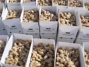 Jengibre fresco amarillo picante/WhatsApp: Ms.Pinky (+ 84) 35 9268 345 - Product Image 3