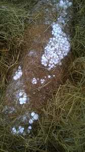 Paja de Arroz Seca para Ganado y Agricultura, Producto de Residuos Agrícolas - Product Image 4