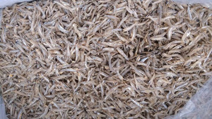 Espadines secos al sol, amchoa, pescado seco, anchoa, pescado de mar, mariscos - Product Image 1