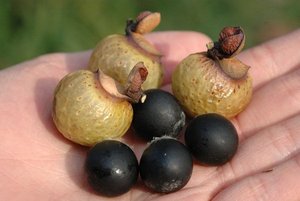 Nueces de Jabón Orgánicas 100% Secas, Temporada de Cosecha en Vietnam - Product Image 5