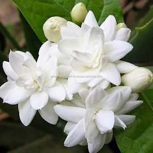 น้ำหอม Bela Attar ธรรมชาติบริสุทธิ์ขายส่งน้ำหอม Bela ผลิตในอินเดียน้ำมัน Attar คุณภาพเยี่ยมของอินเดีย - Product Image 4
