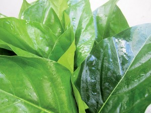 Hojas de Noni Frescas y Secas de Vietnam - Product Image 5