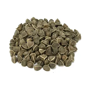 New Arrival Moringa Oleifera Seeds Natural Moringa Oleifera At Wholesale Price