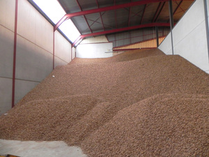 Amandes crues séchées de Californie de qualité supérieure, 25 kg/sac - Product Image 4