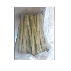 Fournisseur canne à sucre congelée - Product Image 5